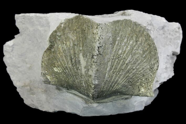 Pyrite Replaced Brachiopod (Paraspirifer) Fossil on Shale - Ohio #136654